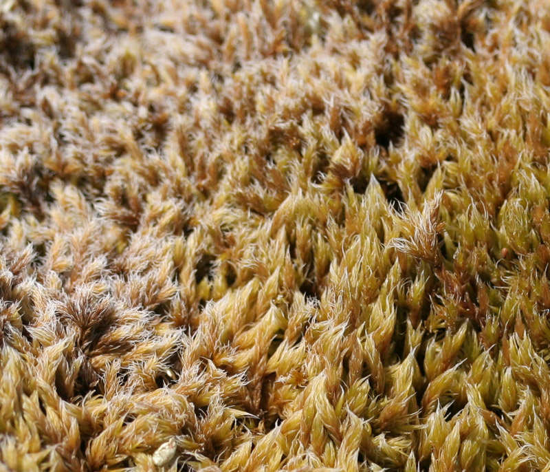 Racomitrium lanuginosum